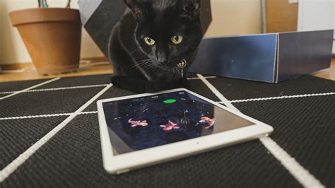 ipad games for cats fish|This iOS game was made for a cat and reviewed by .